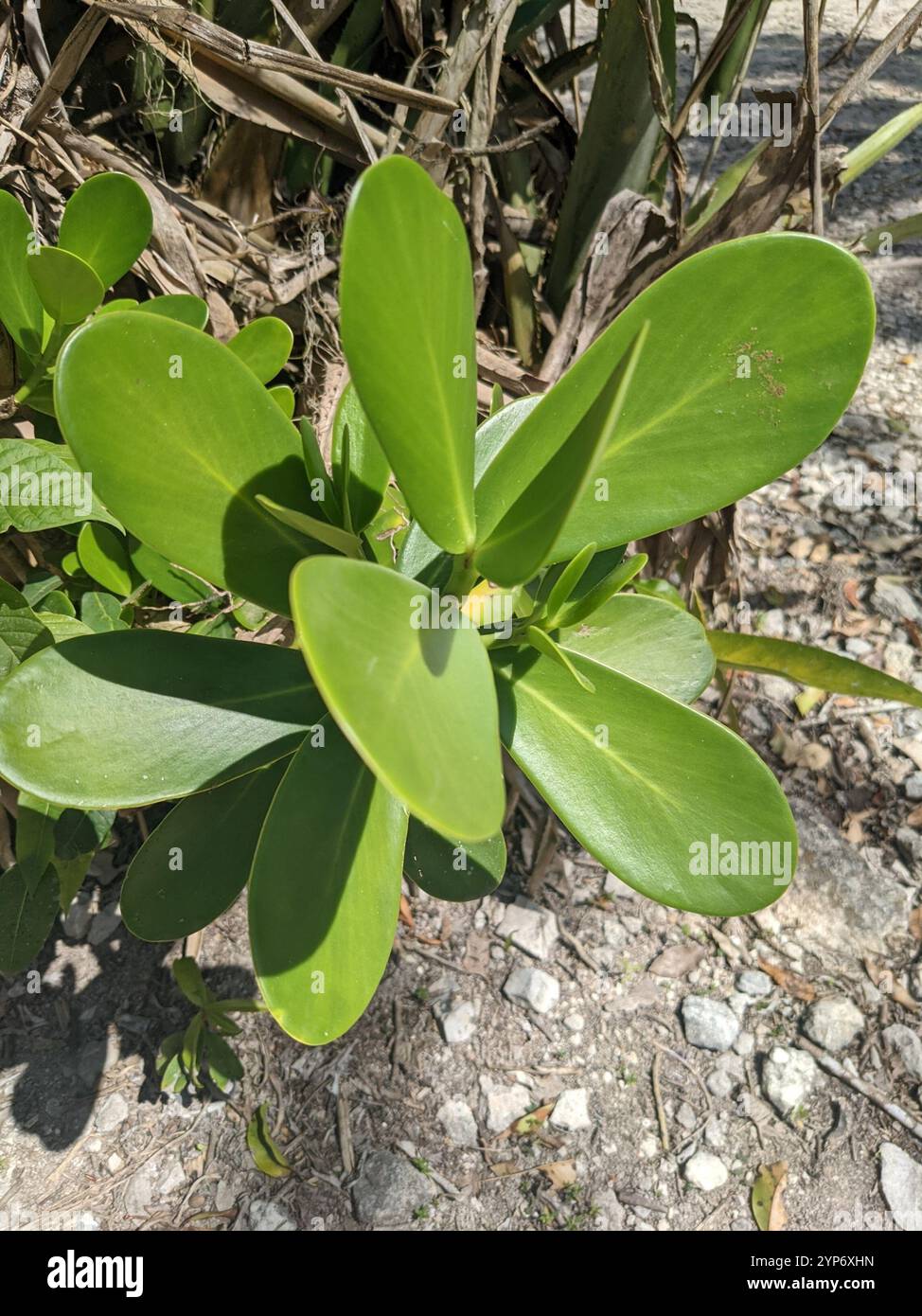 attorney trees (Clusia Stock Photo - Alamy