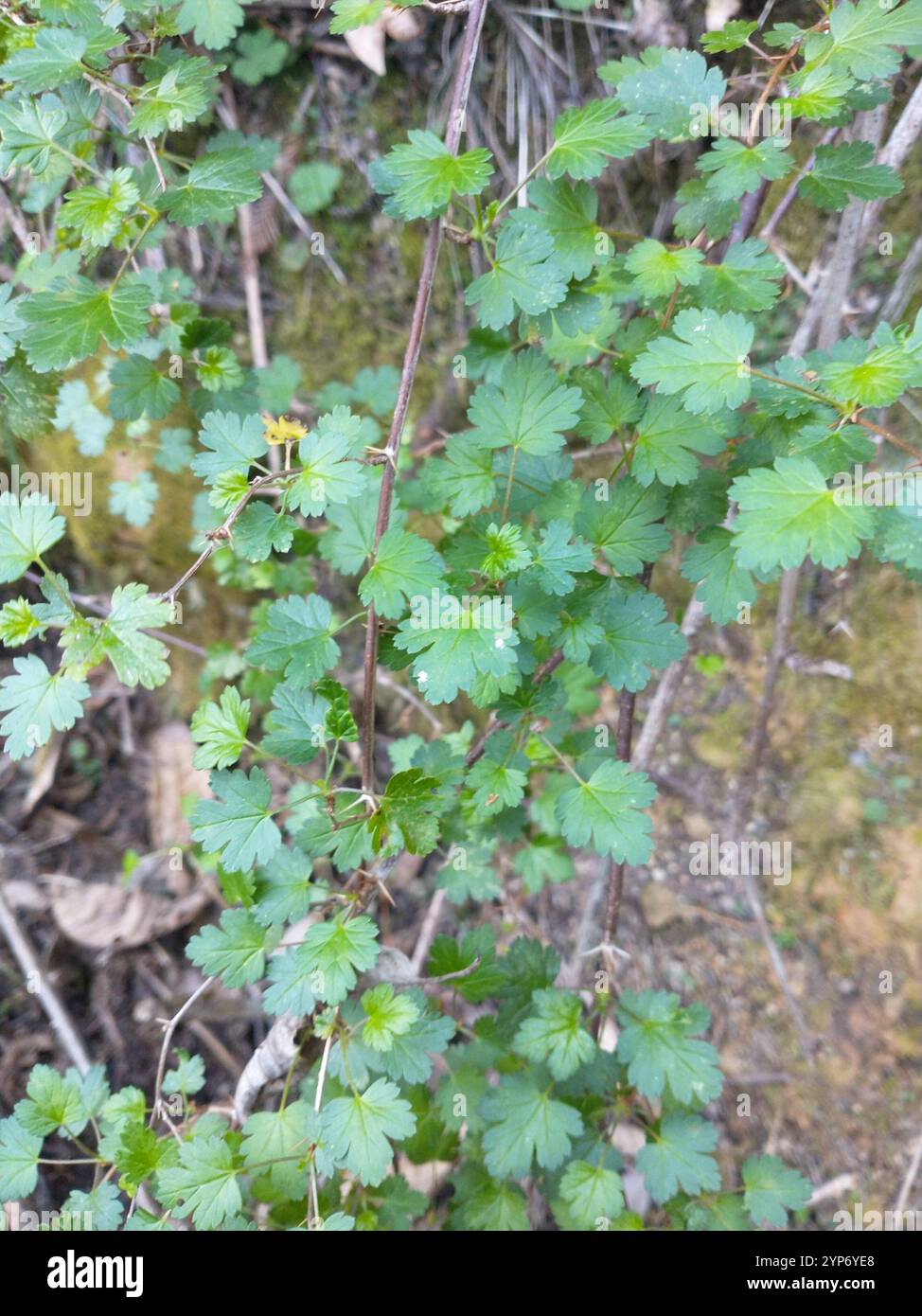 Sierra Gooseberry (Ribes roezlii Stock Photo - Alamy