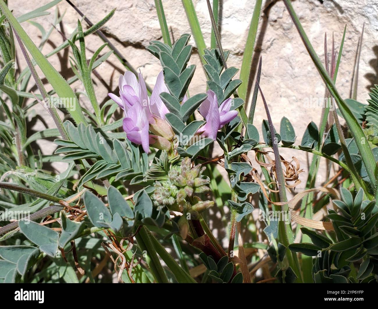 Freckled milkvetch hi-res stock photography and images - Alamy