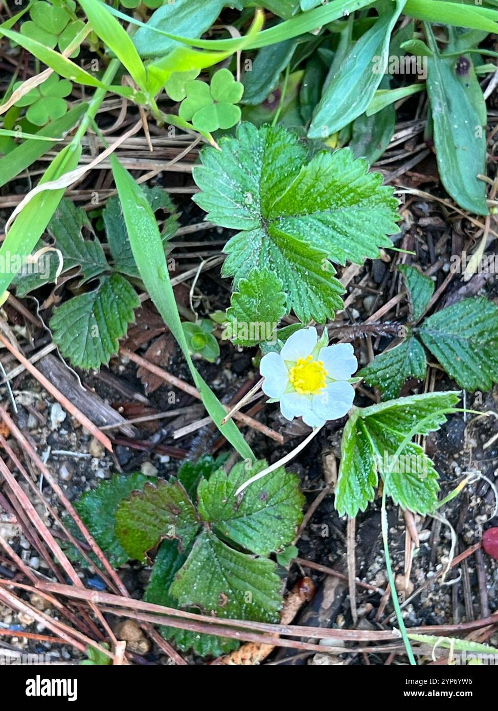woodland strawberry (Fragaria vesca Stock Photo - Alamy