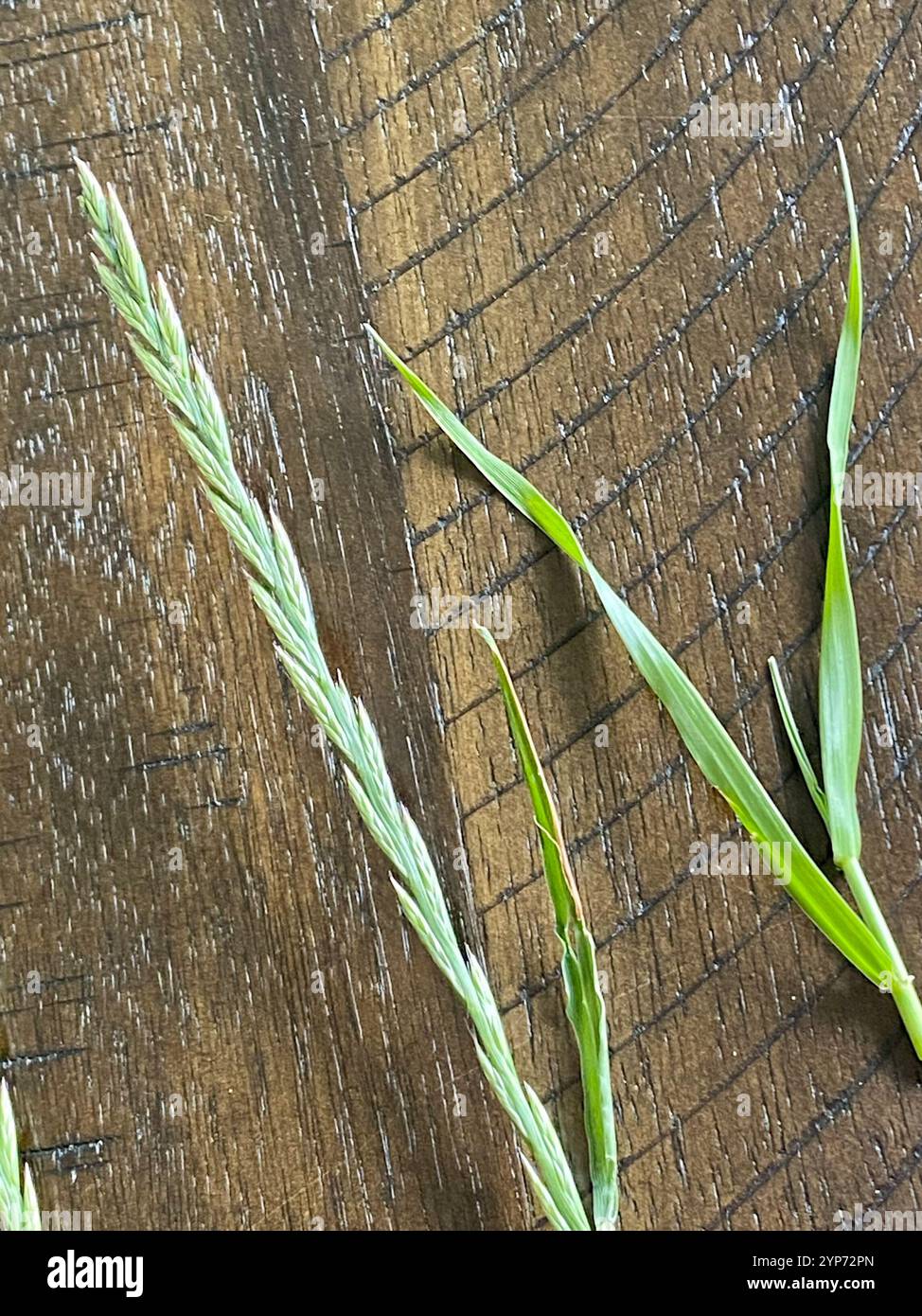 Perennial Ryegrass (Lolium perenne Stock Photo - Alamy