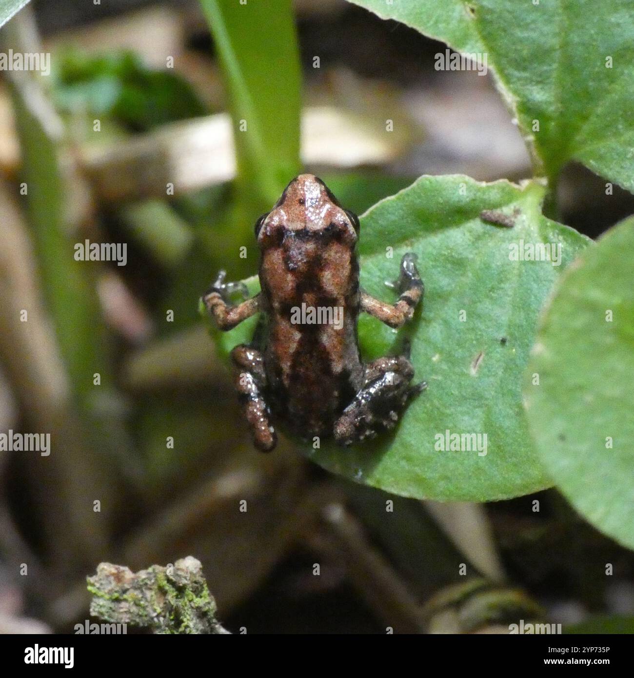 Dwarf Squeaker (Arthroleptis xenodactyloides Stock Photo - Alamy