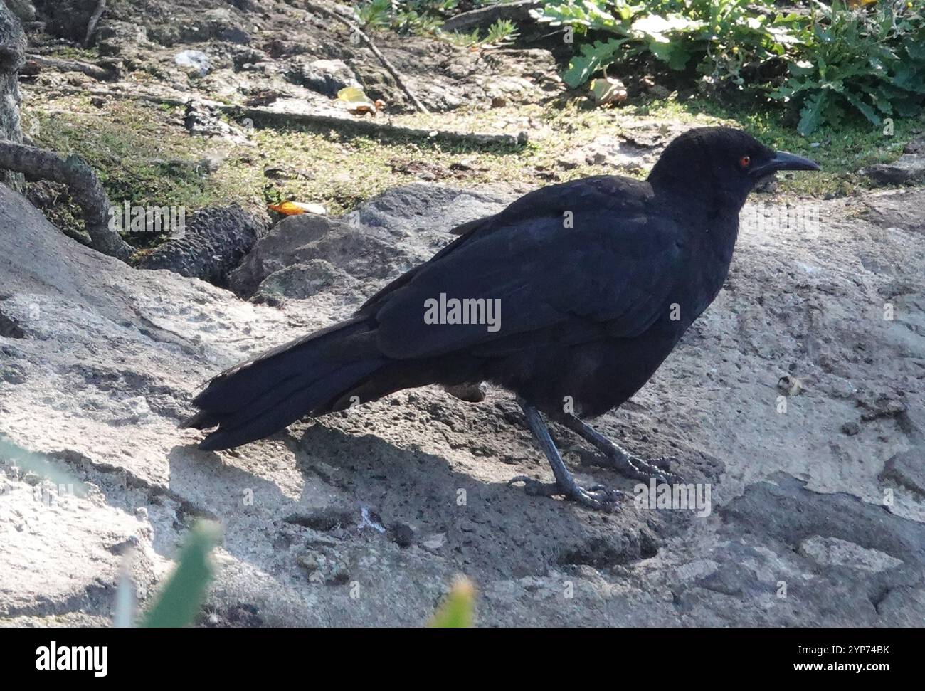 Corcorax White winged chough hi-res stock photography and images - Alamy