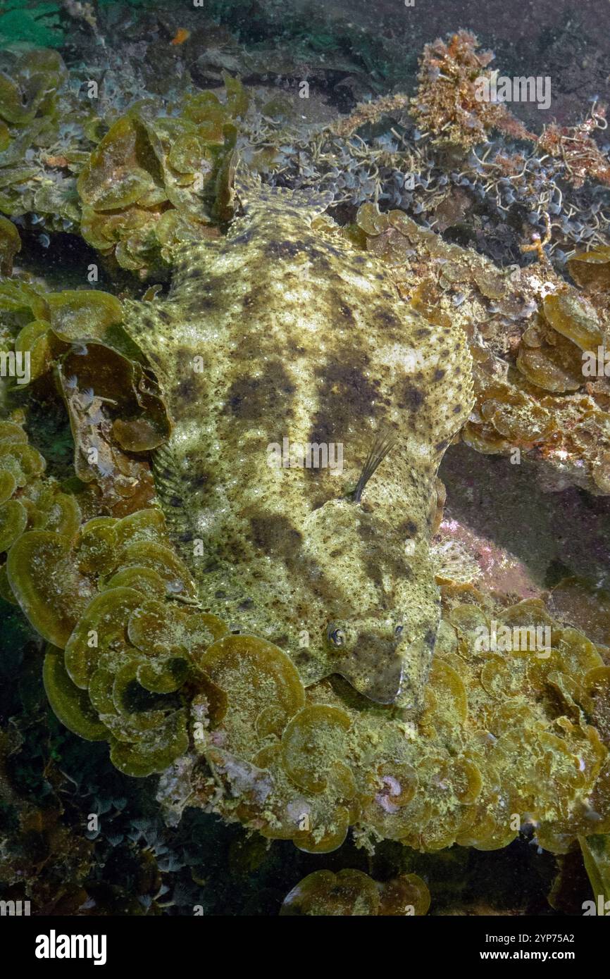 Atlantic Beach, NC scuba. Wreck diving. Stock Photo