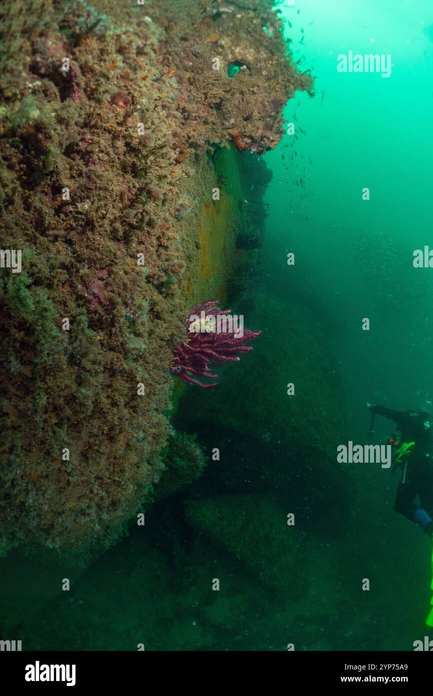 Atlantic Beach, NC scuba. Wreck diving. Stock Photo