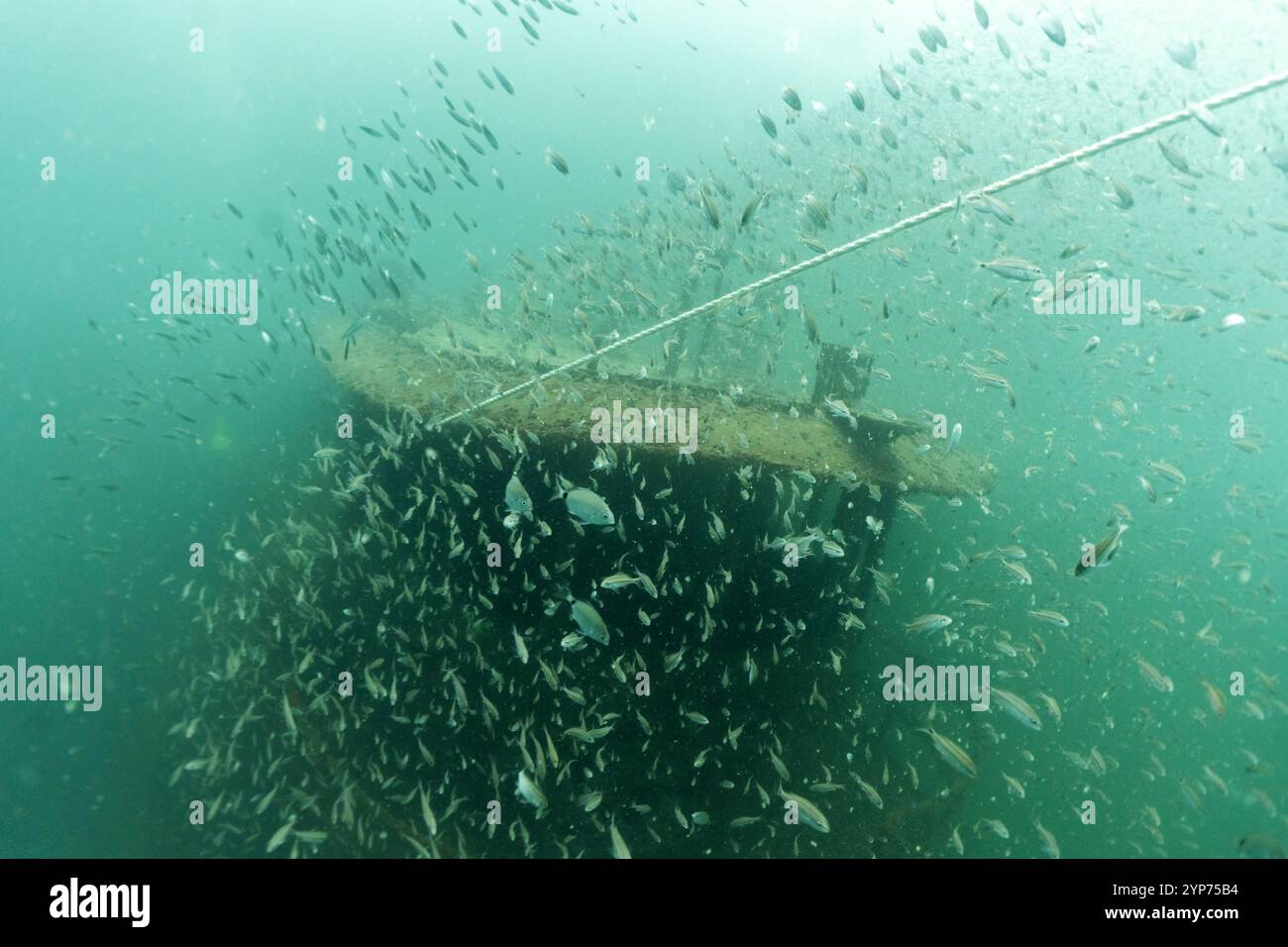 Atlantic Beach, NC scuba. Wreck diving. Stock Photo