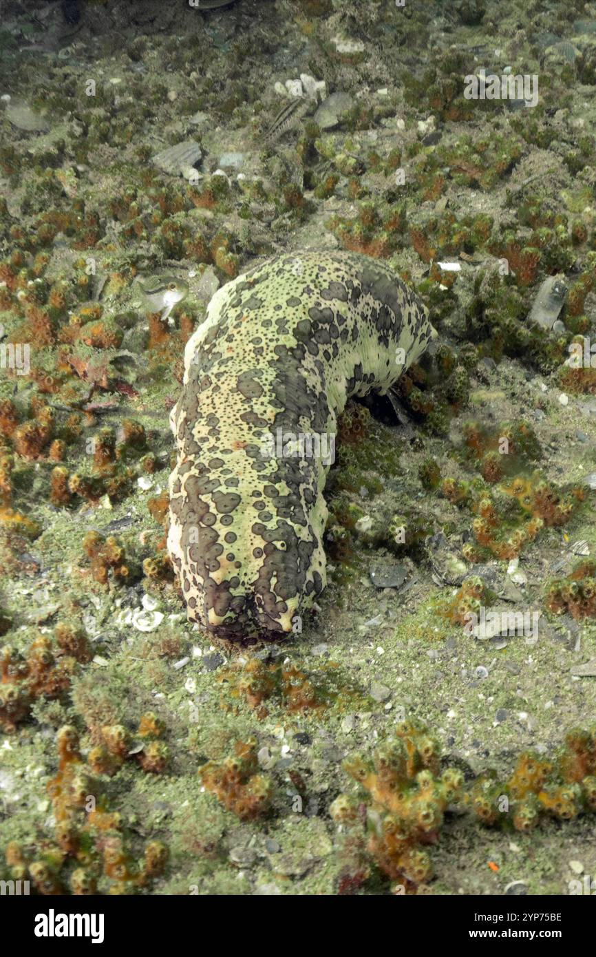 Atlantic Beach, NC scuba. Wreck diving. Stock Photo