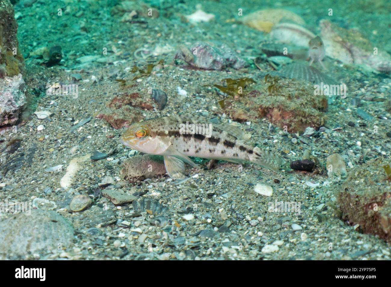 Atlantic Beach, NC scuba. Wreck diving. Stock Photo