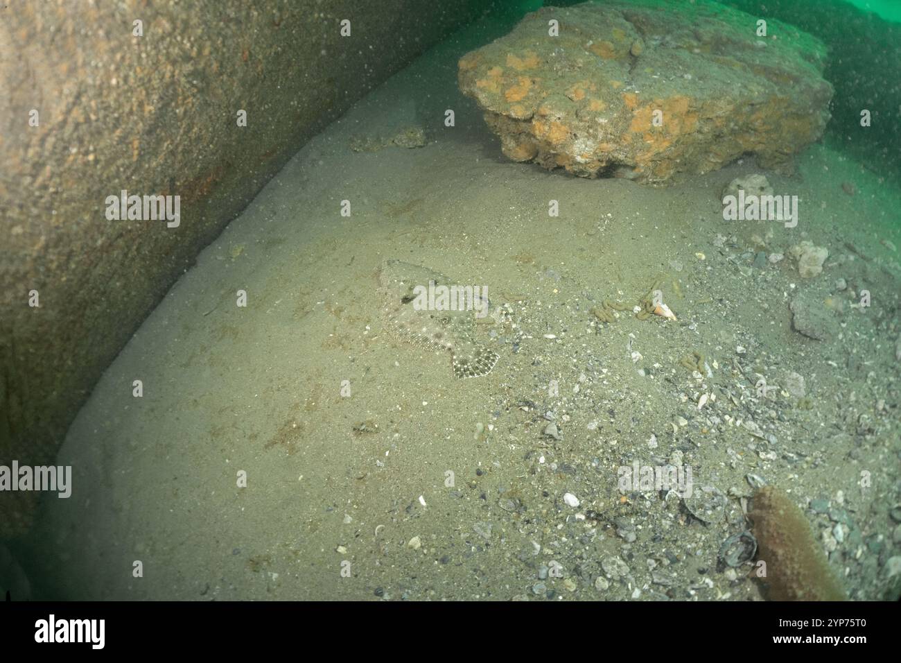 Atlantic Beach, NC scuba. Wreck diving. Stock Photo