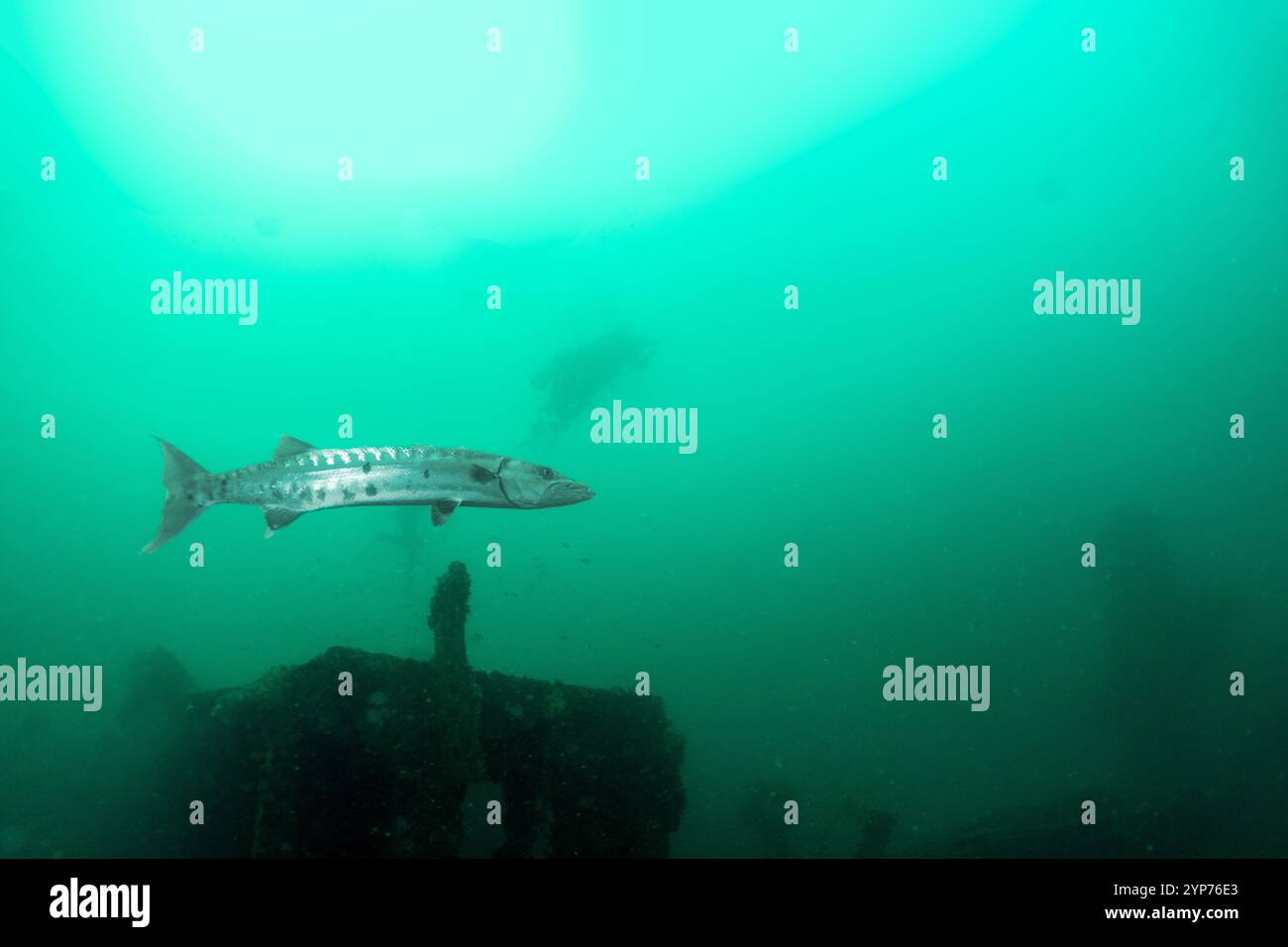 Atlantic Beach, NC scuba. Wreck diving. Stock Photo