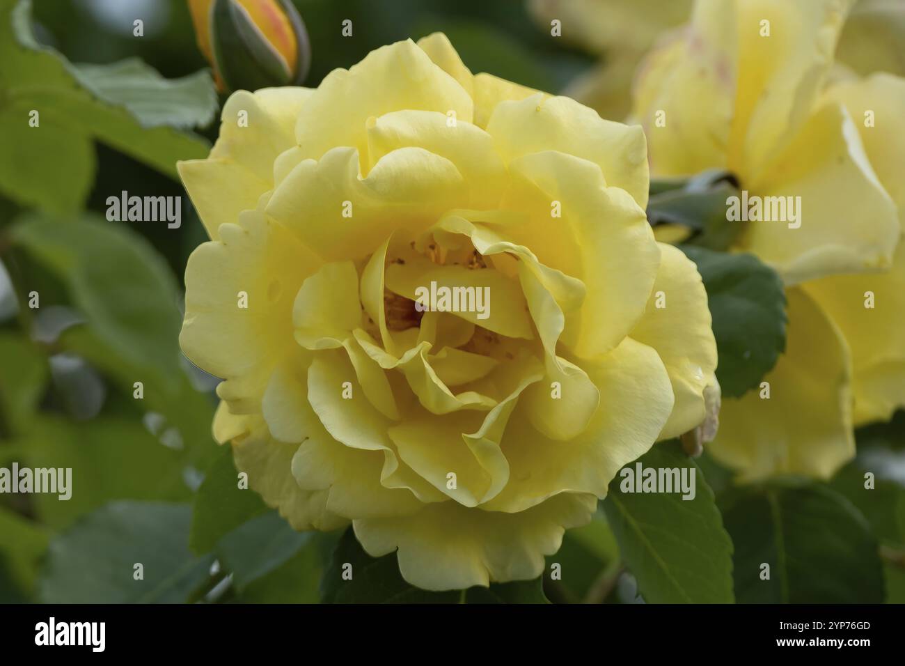 Bright yellow shrubs hi-res stock photography and images - Alamy