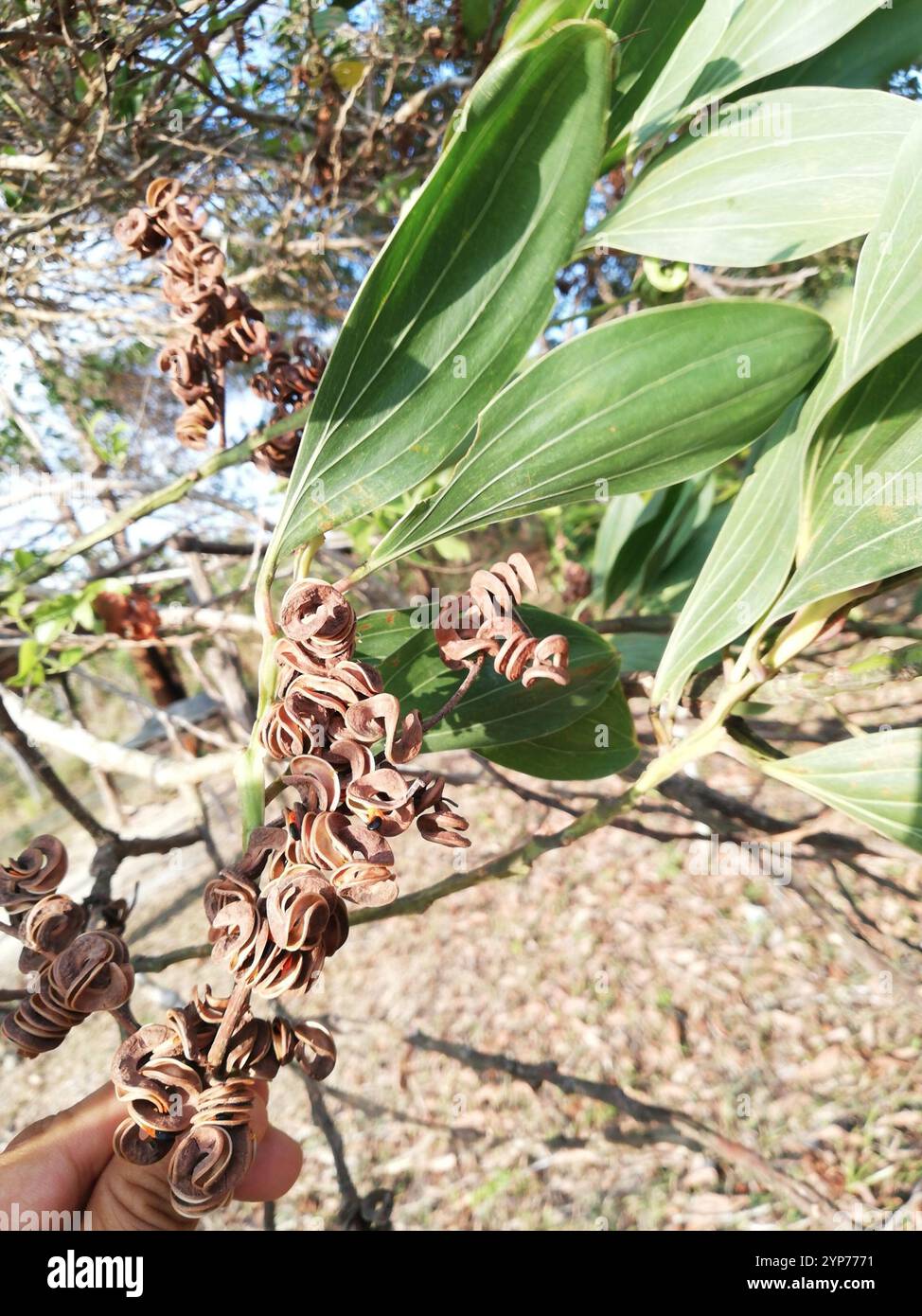 Earpod Wattle (Acacia auriculiformis) Stock Photo