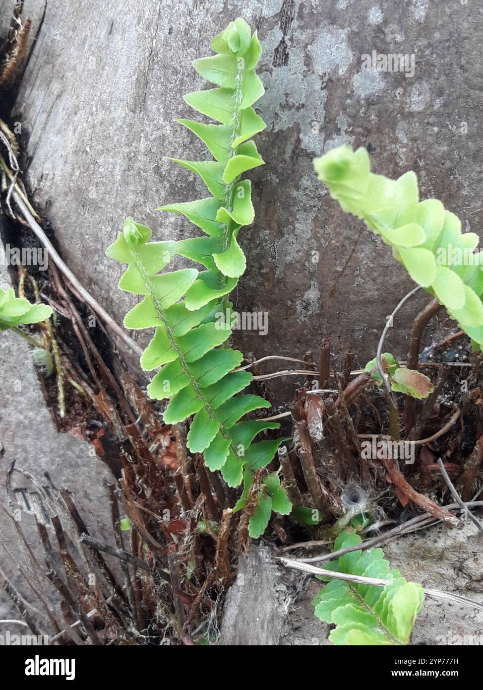 Fishbone Fern (Nephrolepis cordifolia Stock Photo - Alamy
