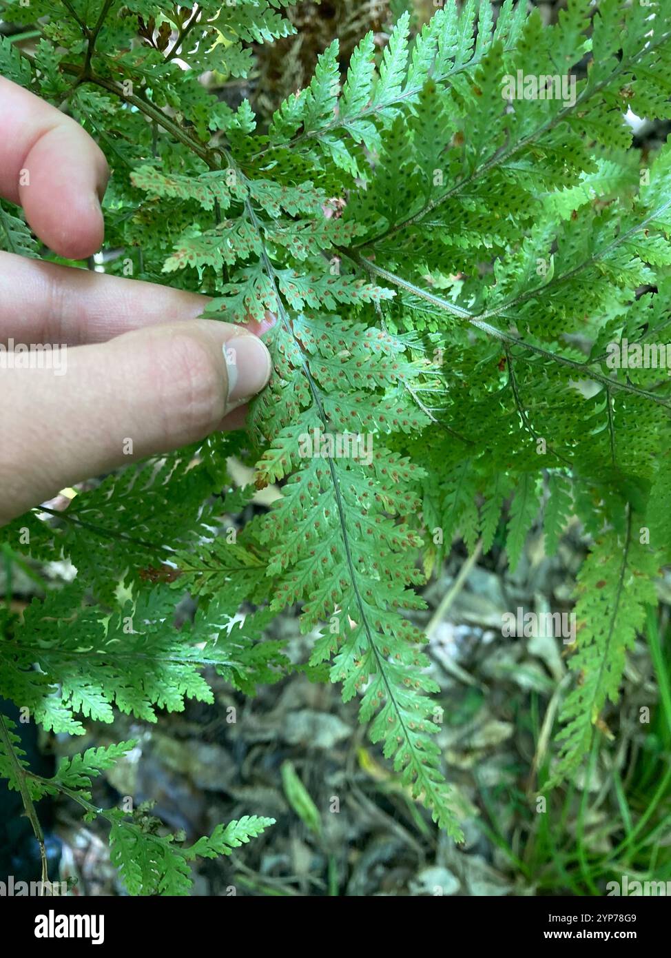 creeping shield fern (Parapolystichum microsorum Stock Photo - Alamy