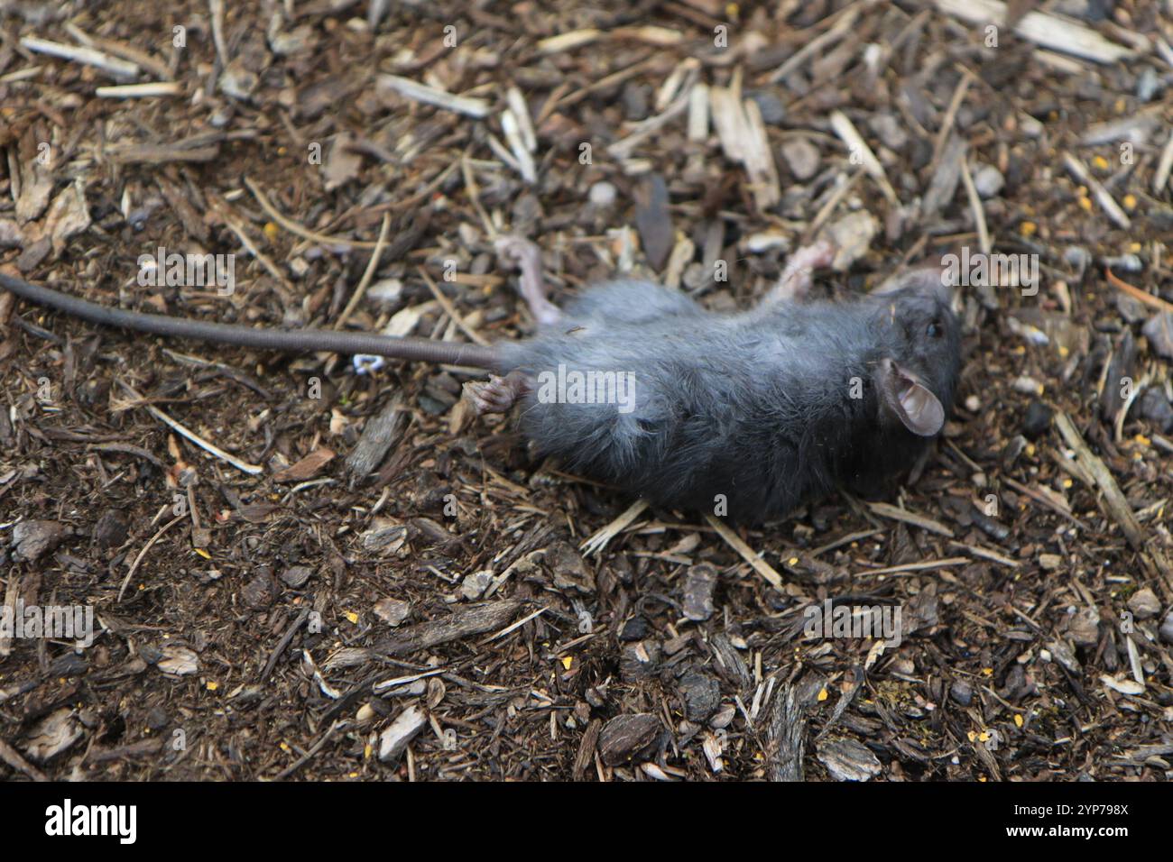Black Rat (Rattus rattus Stock Photo - Alamy