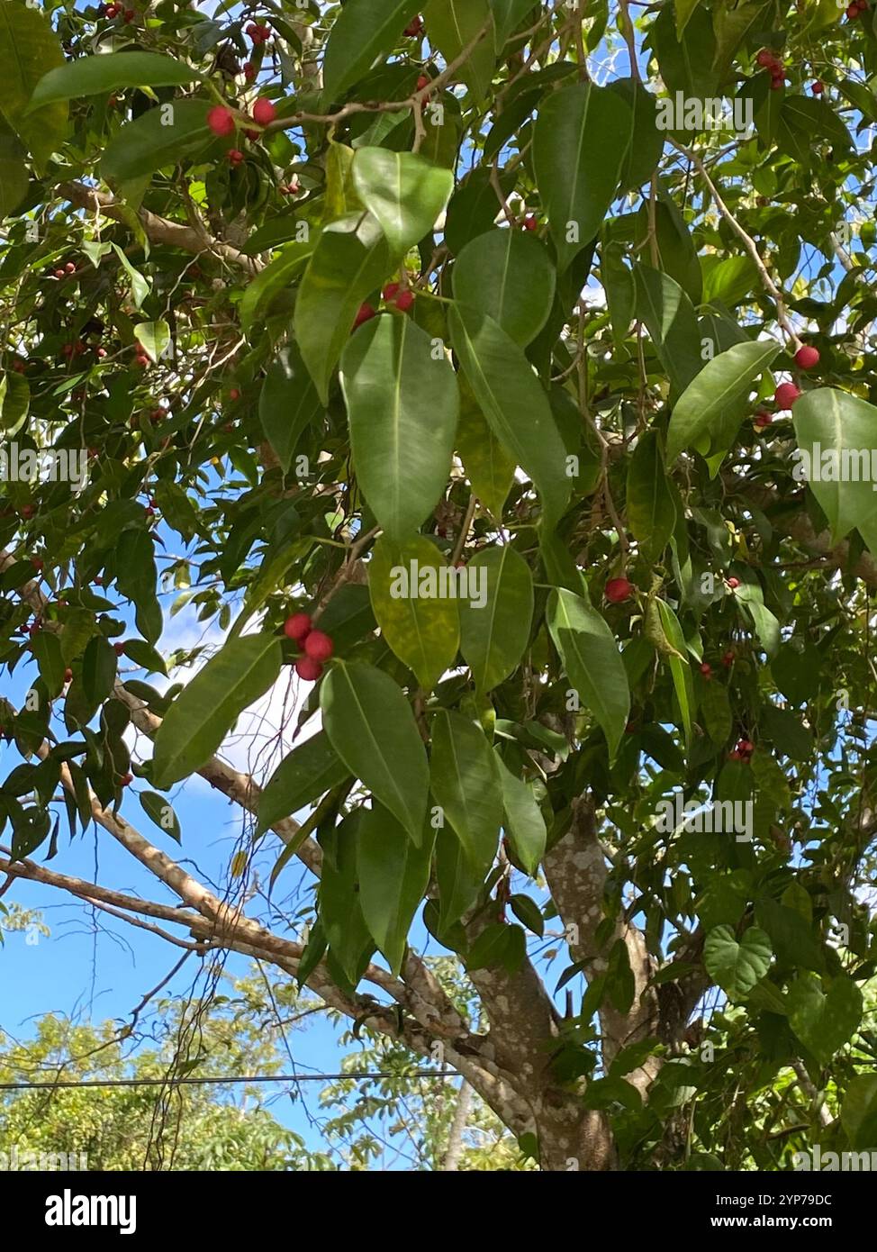 flowering plants (Angiospermae Stock Photo - Alamy