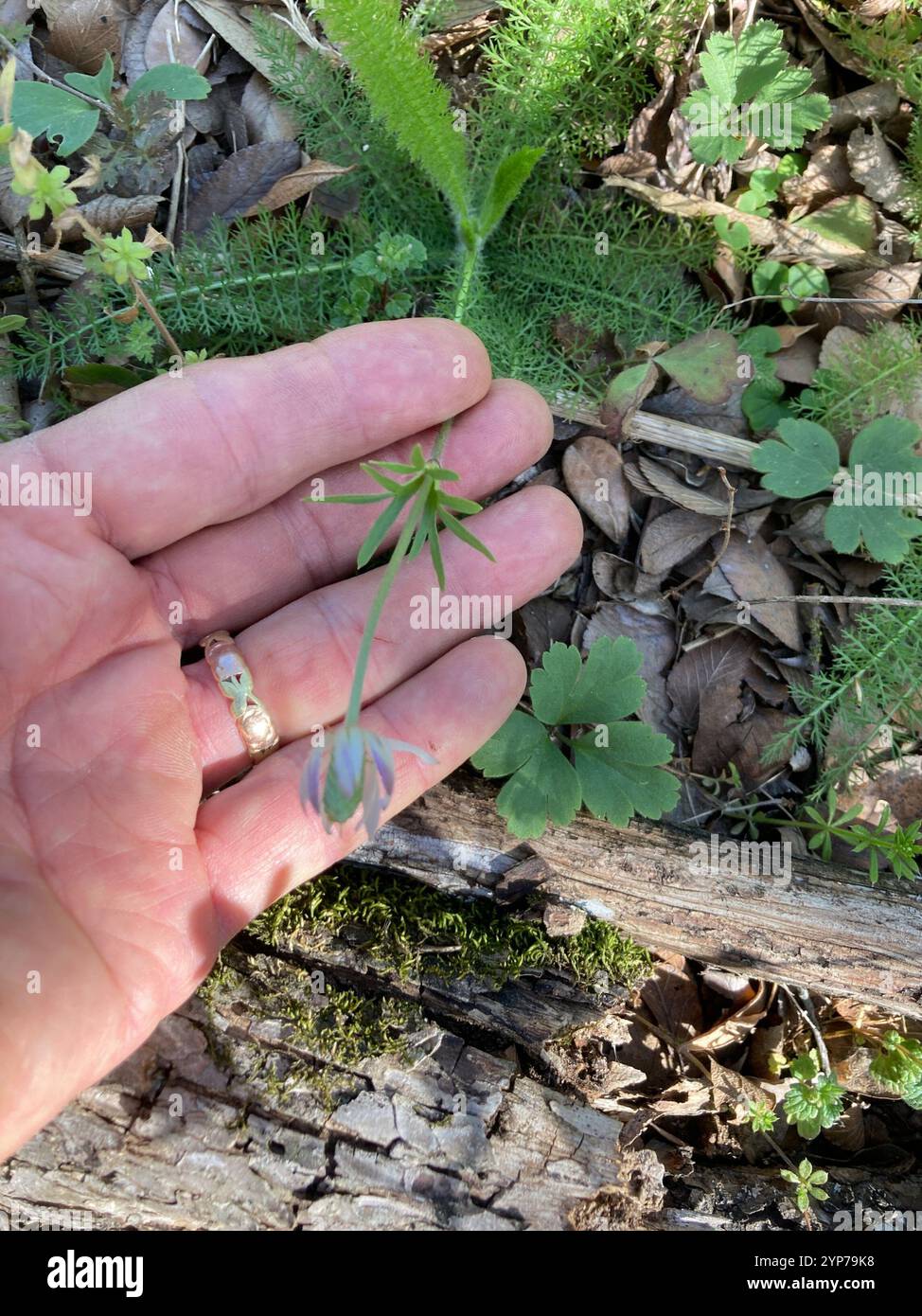 Tenpetal Anemone (Anemone berlandieri) Stock Photo