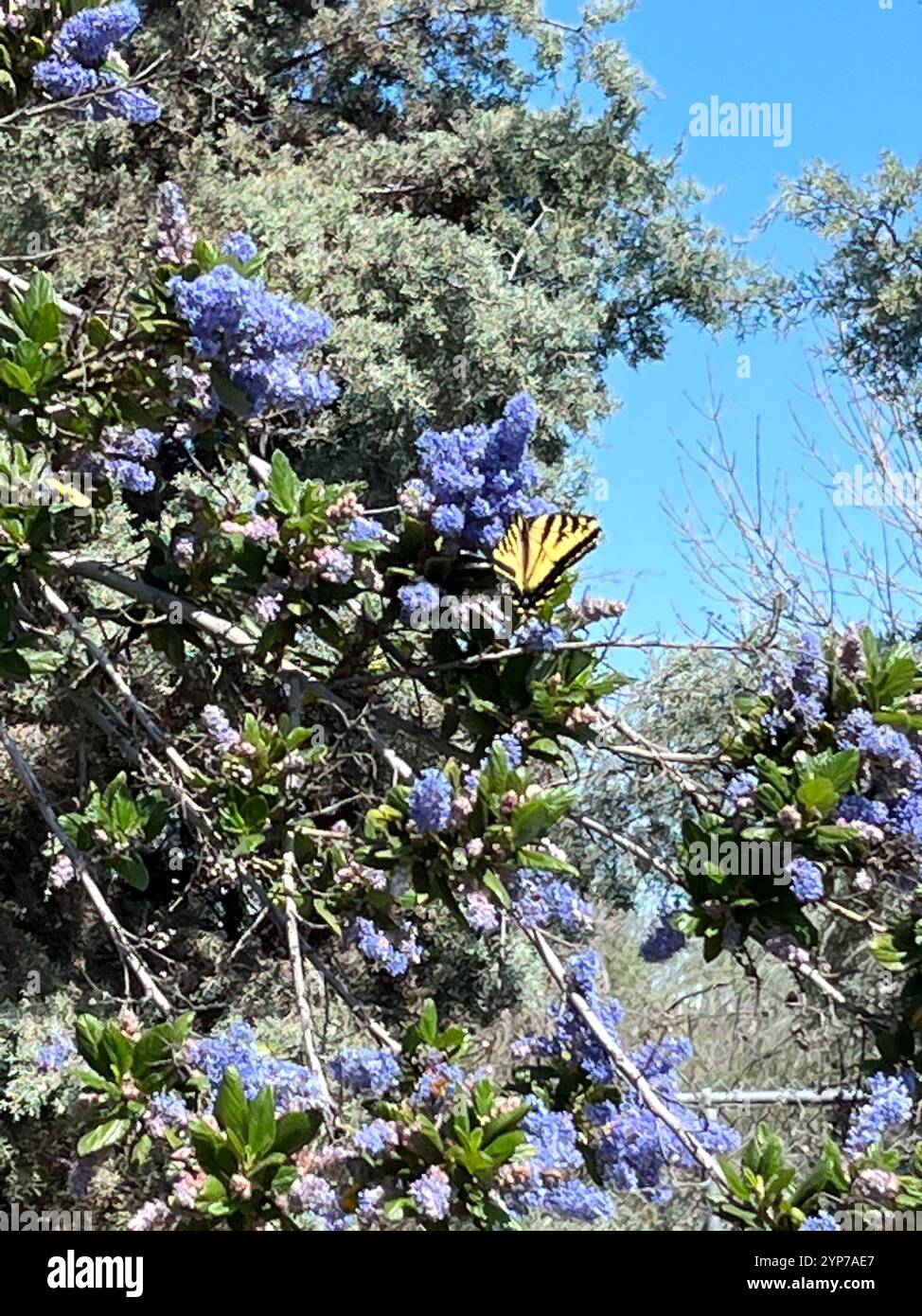 Rutulus Western Tiger Swallowtail (Papilio rutulus Stock Photo - Alamy