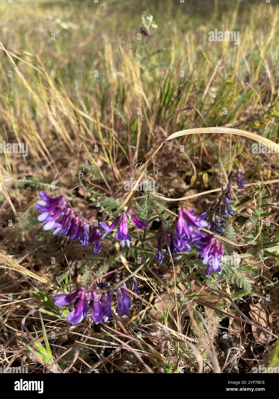 Hairy Vetch Vicia Villosa Stock Photo Alamy hairy-vetch-vicia-villosa-stock-photo-alamy