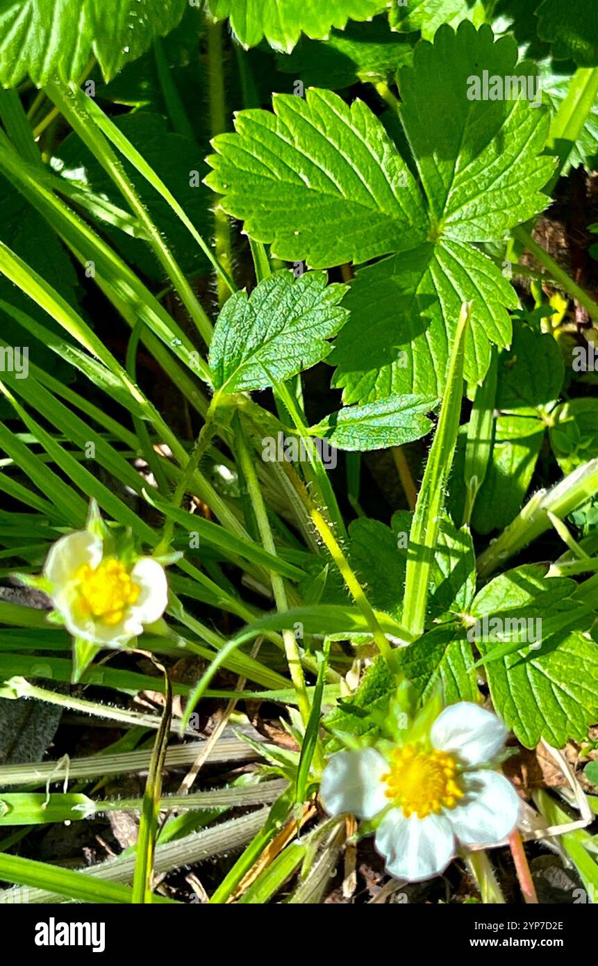 woodland strawberry (Fragaria vesca Stock Photo - Alamy