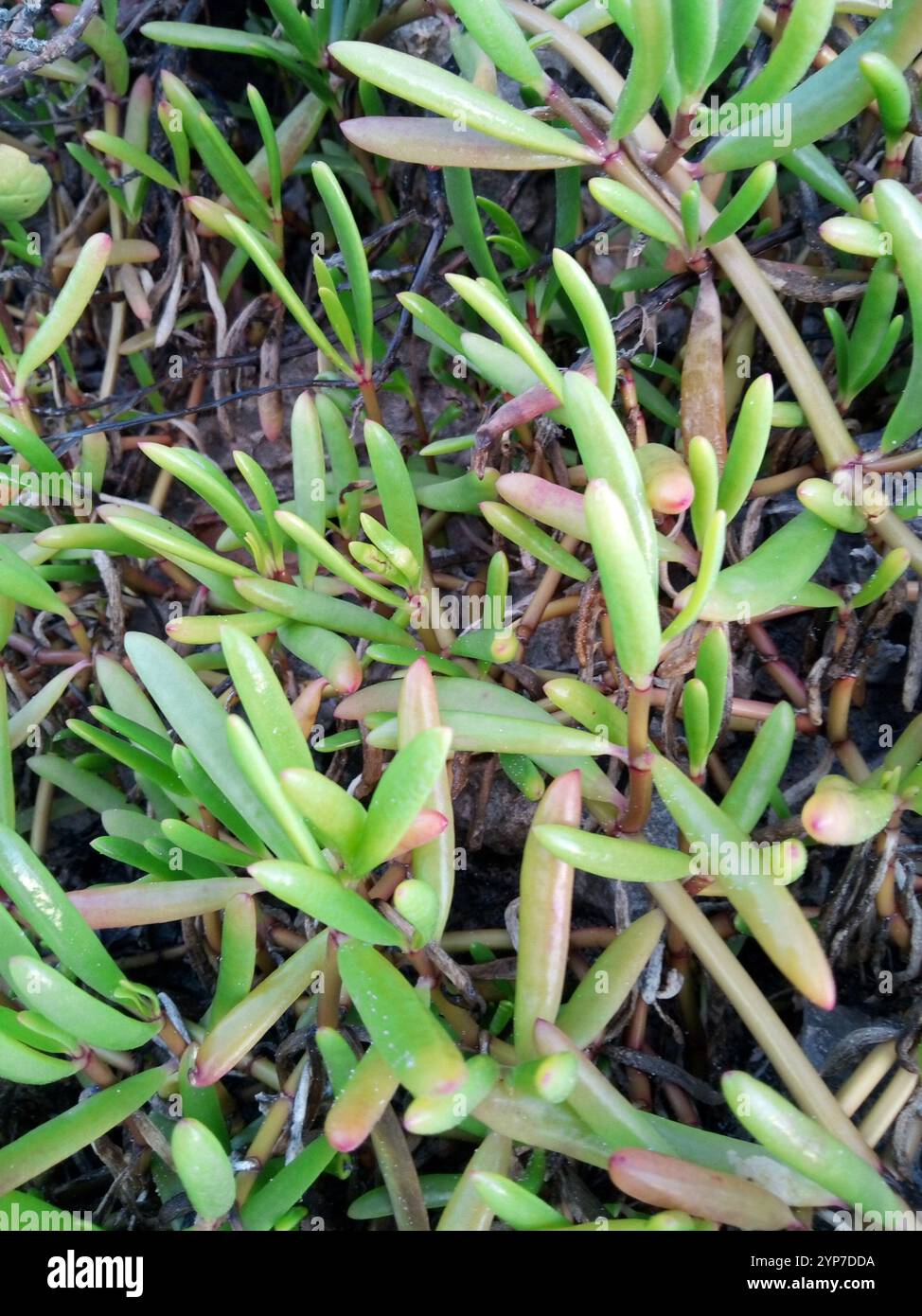 Sea Purslane Sesuvium Portulacastrum Stock Photo Alamy sea-purslane-sesuvium-portulacastrum-stock-photo-alamy