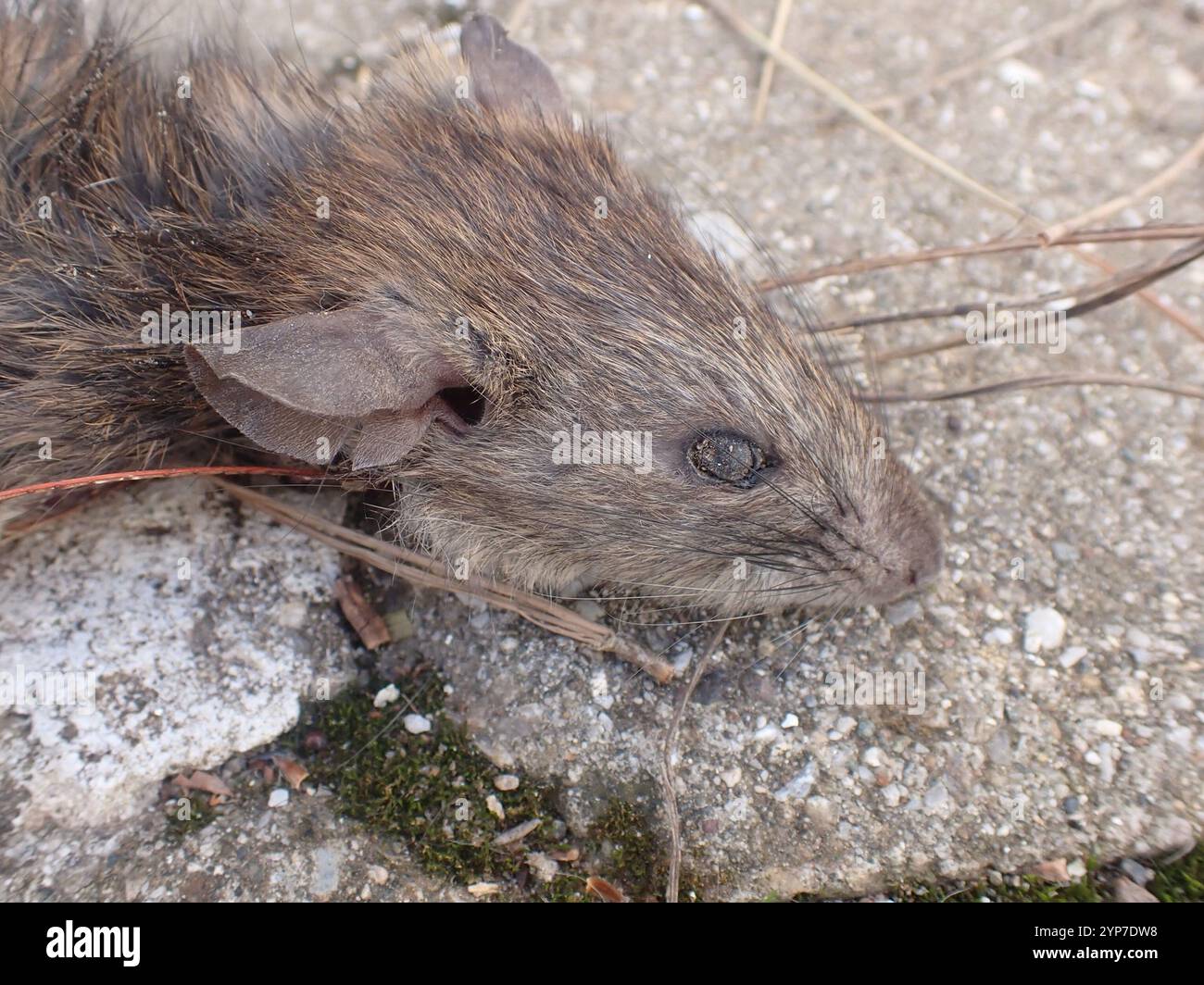 Black Rat (Rattus rattus Stock Photo - Alamy