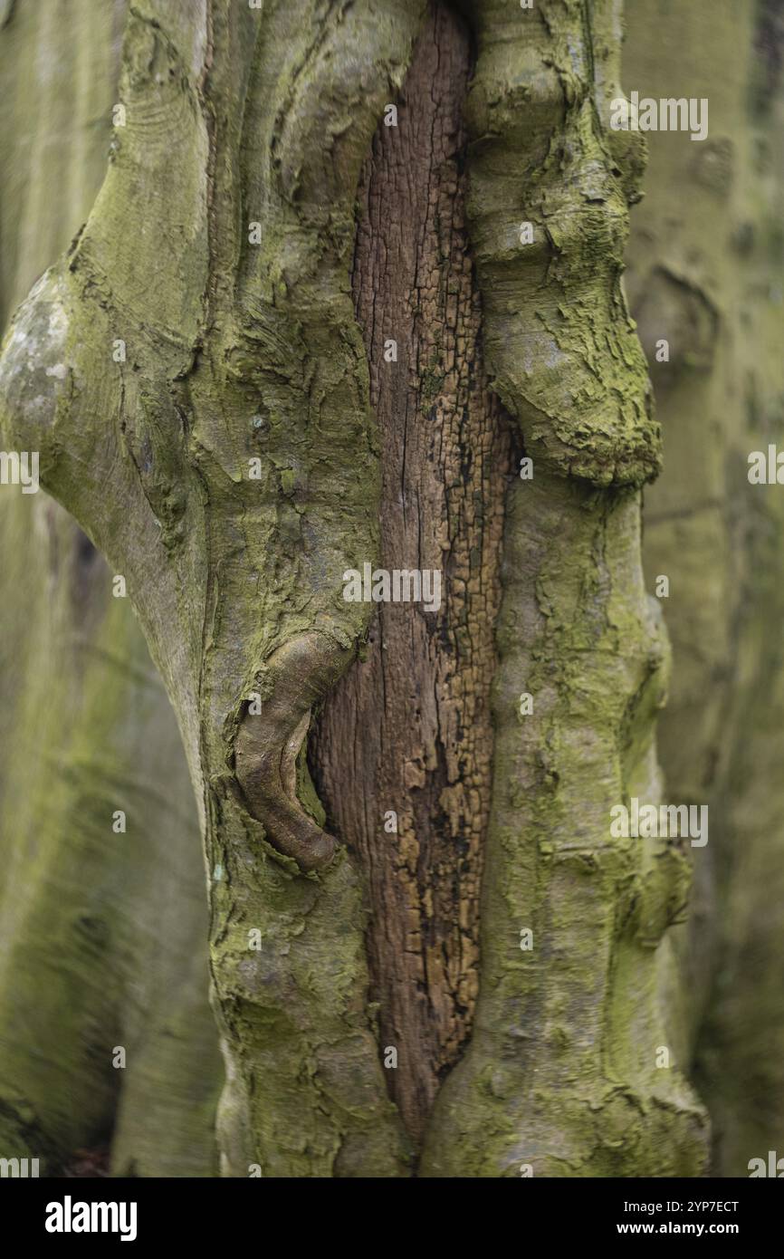 Deep crack in tree bark Stock Photo
