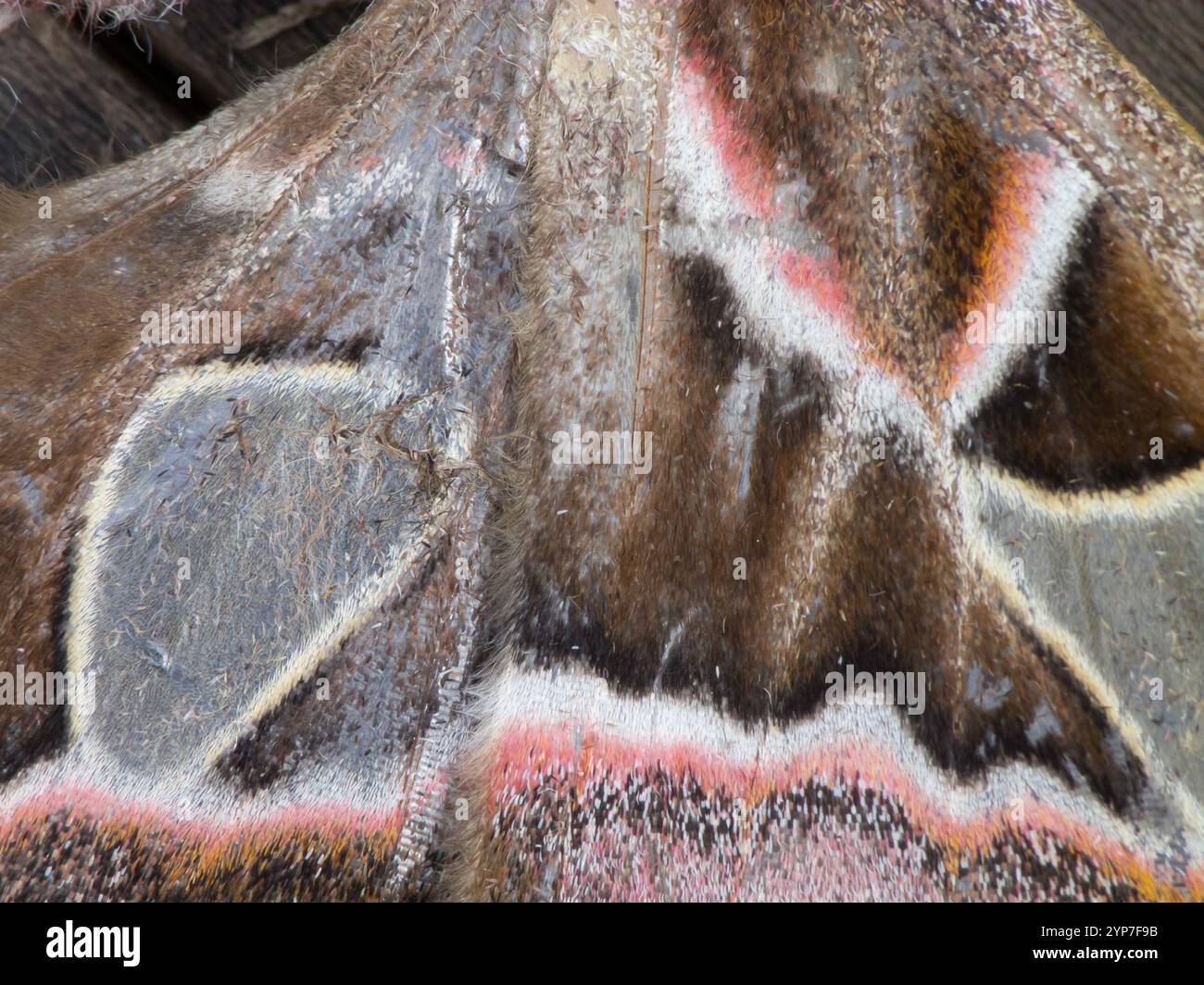Rothschildia moth hi-res stock photography and images - Alamy