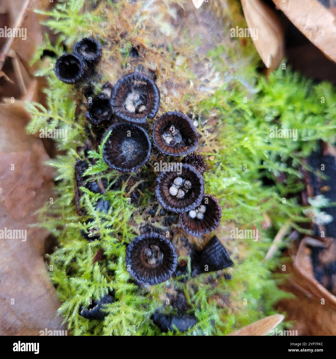 fluted bird's nest fungus (Cyathus striatus Stock Photo - Alamy