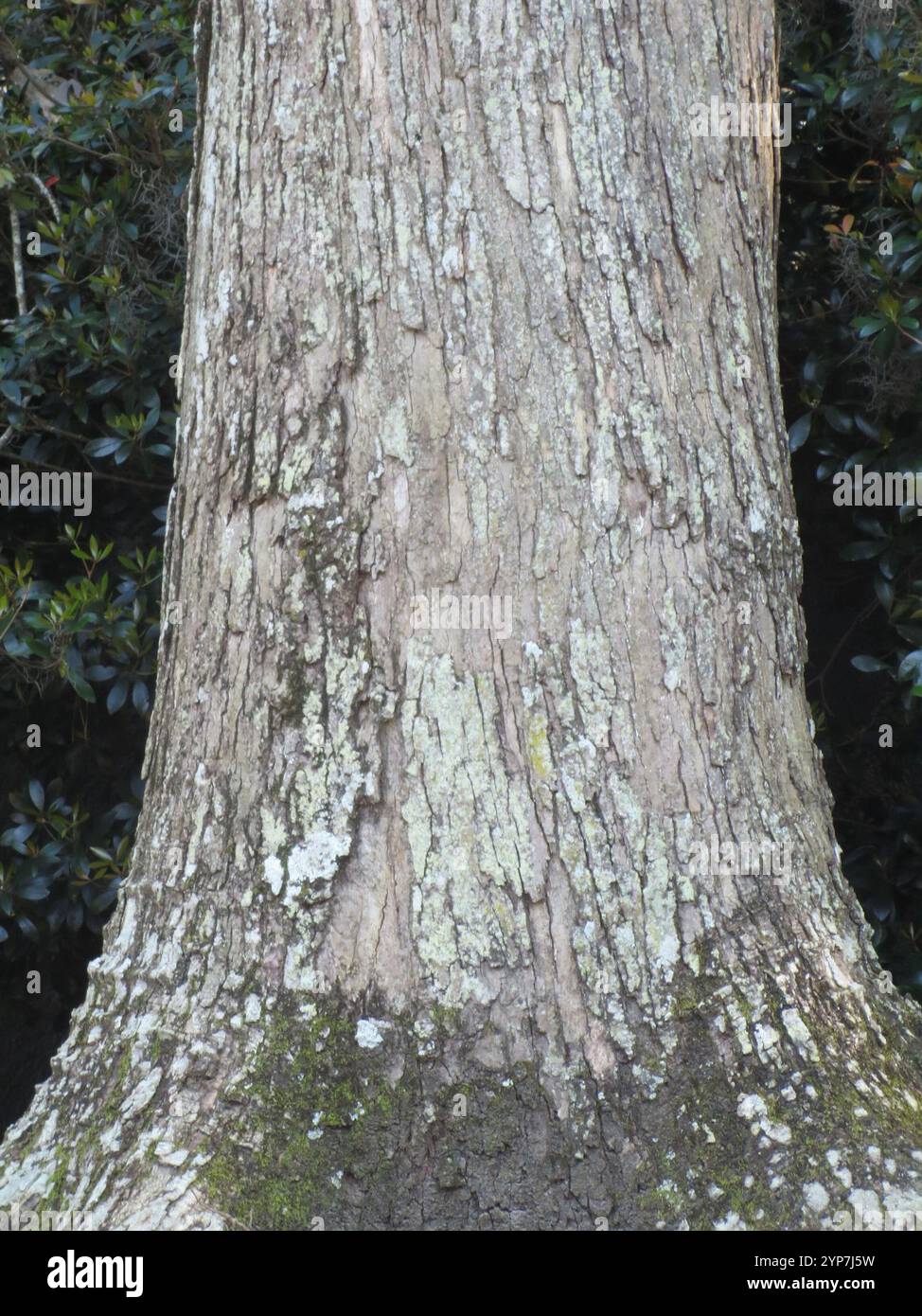 Quercus michauxii hi-res stock photography and images - Alamy