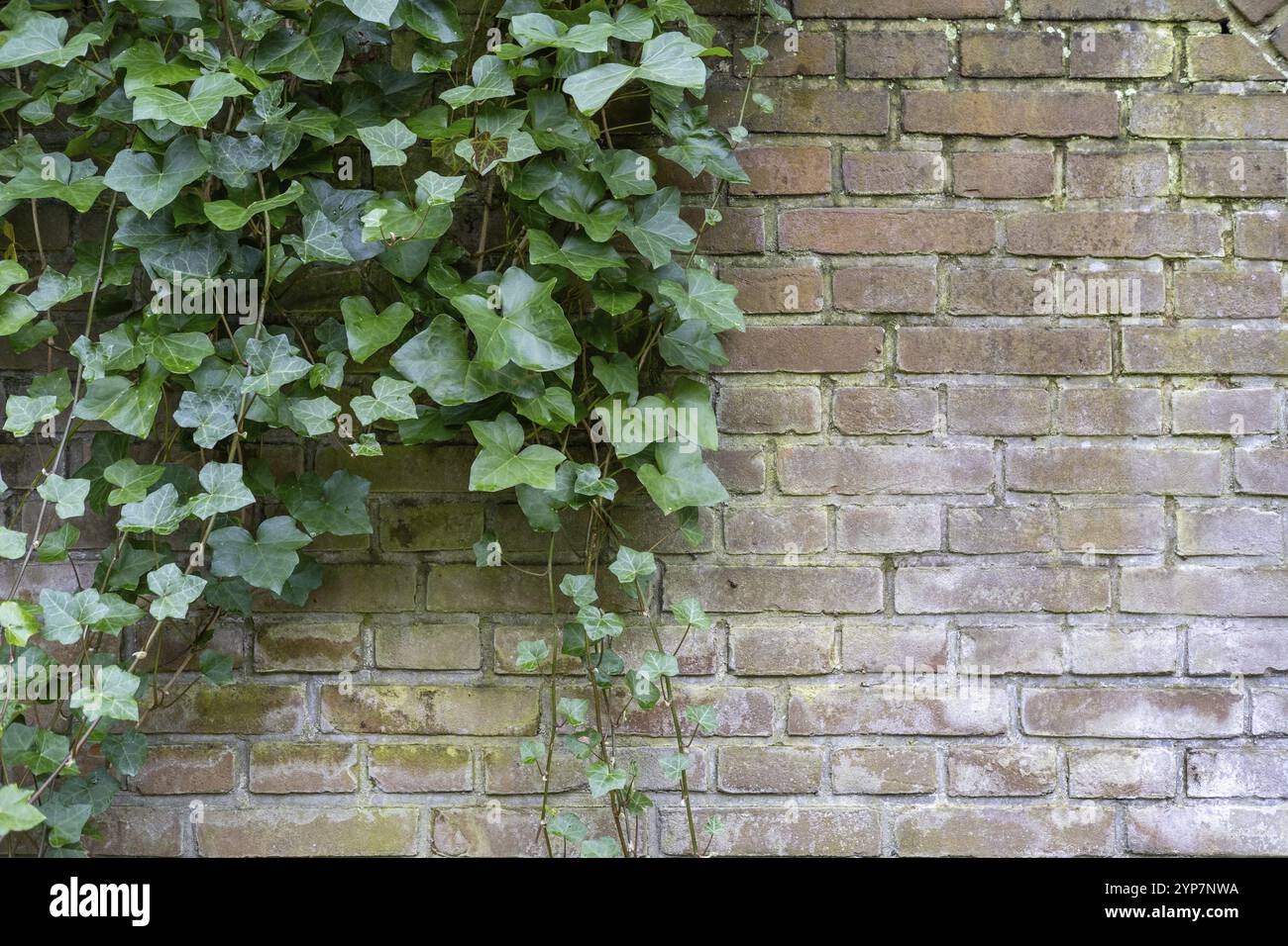Ivy on a brick wall Stock Photo