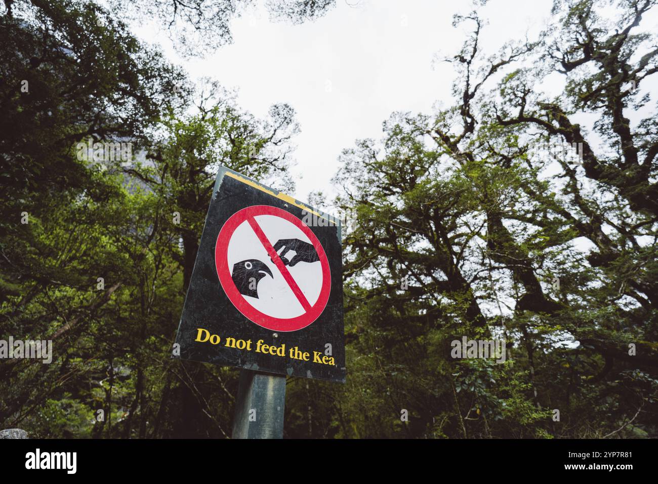 Kea Infromation Sign A warning sign reading 'Do not feed the Kea' in front of trees and ...