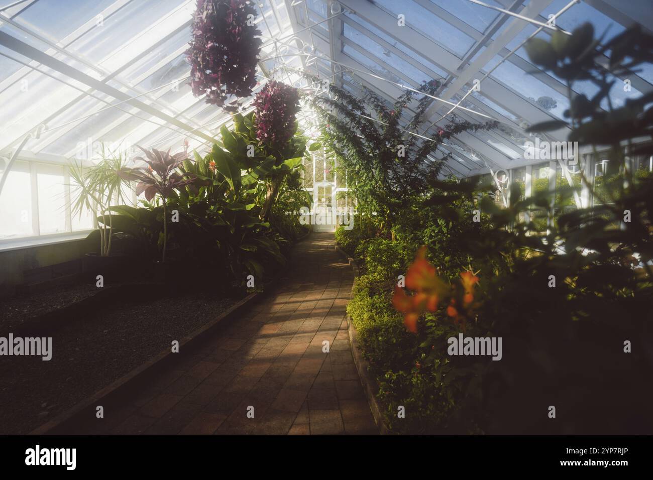 A greenhouse filled with lush plants with sunlight streaming in ...