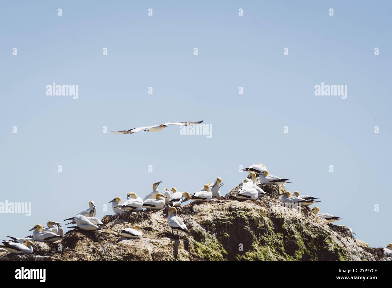 Birds on rocks under a clear sky by the sea, Napier, New Zealand ...