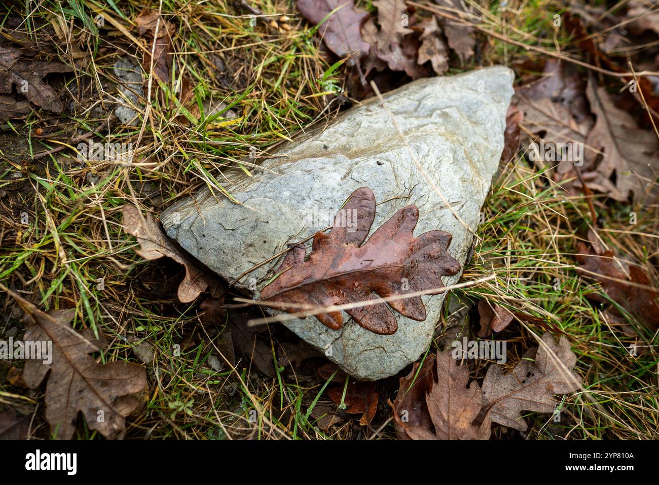 Brown oak leaf resting on grey stone in autumn grass Stock Photo
