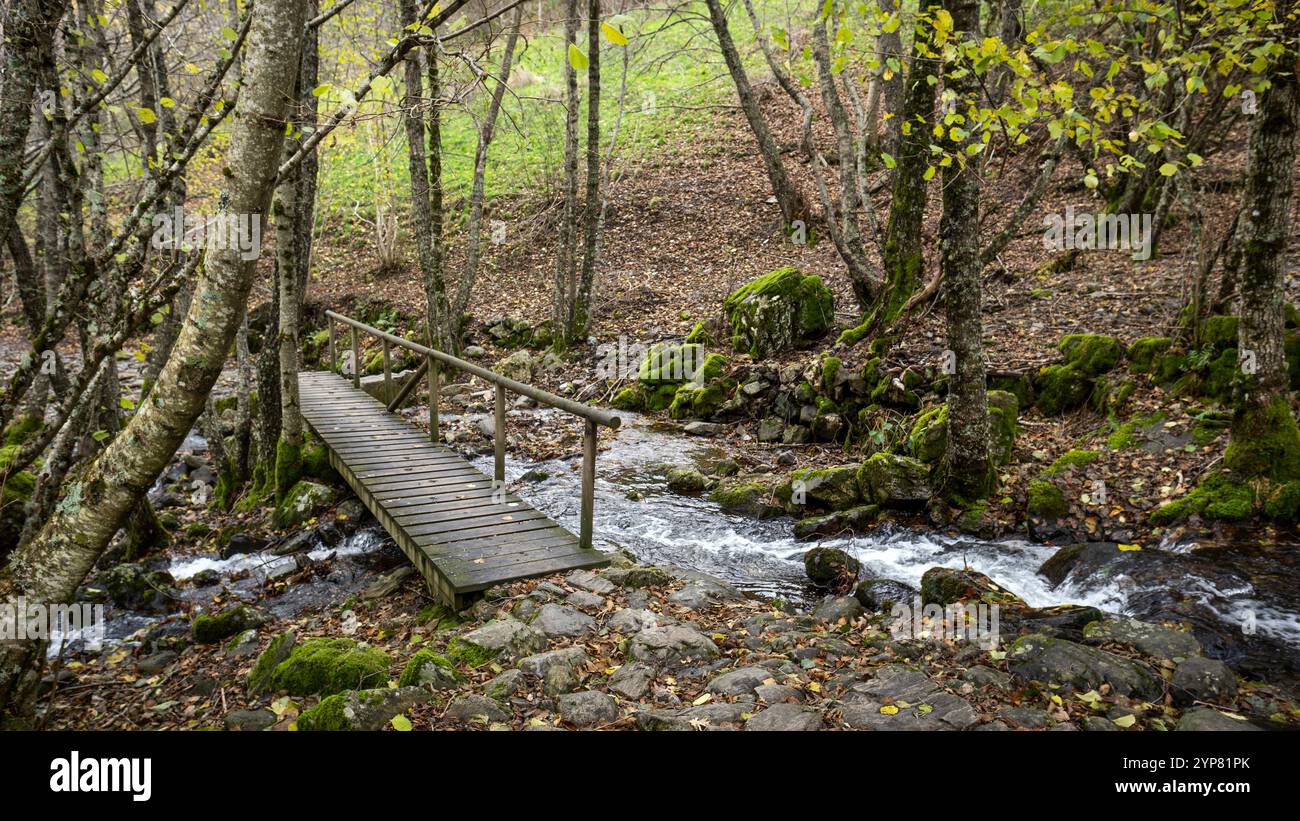 Wooden bridge crossing a stream in autumn forest Stock Photo - Alamy