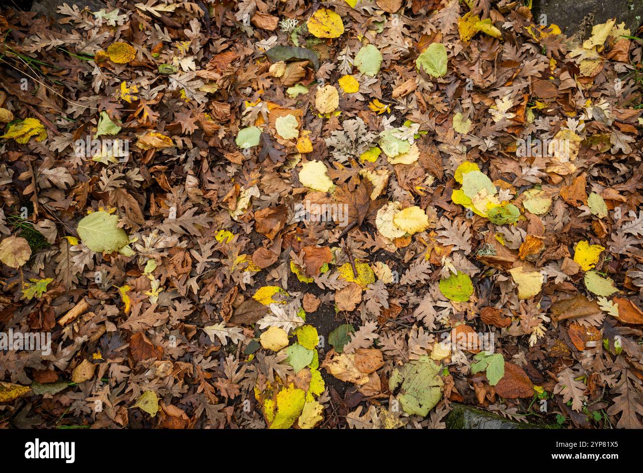 Golden leaves blanket ground people hi-res stock photography and images ...
