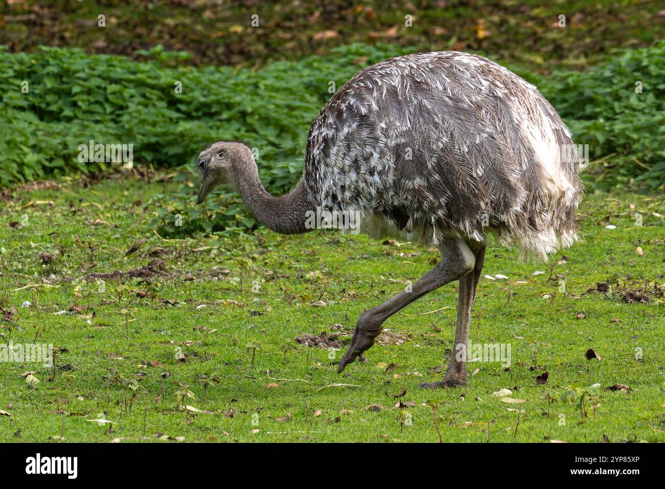Darwin's rhea, Rhea pennata also known as the lesser rhea. It is a ...