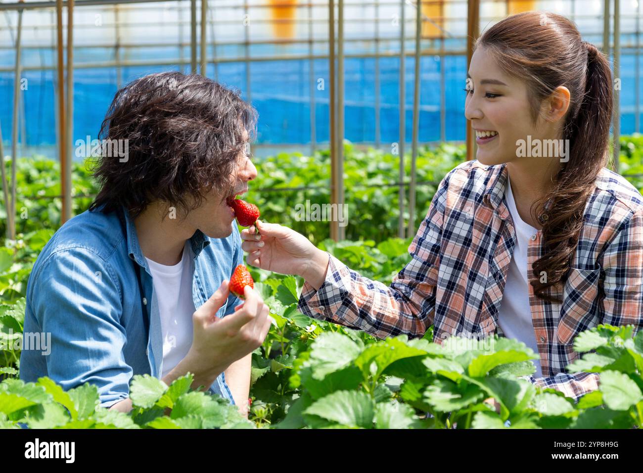 Two people strawberry picking hi-res stock photography and images - Alamy