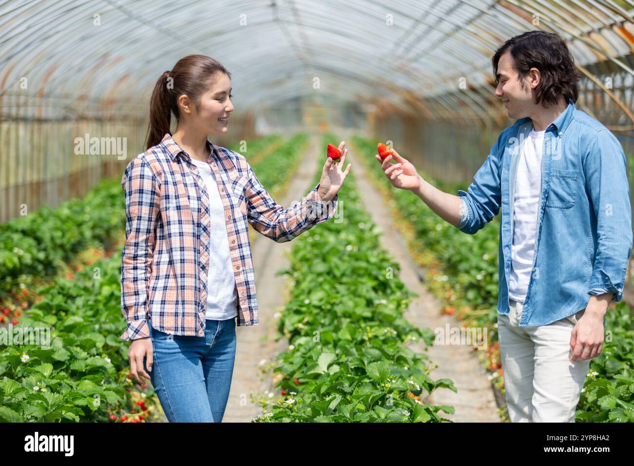 Two people strawberry picking hi-res stock photography and images - Alamy