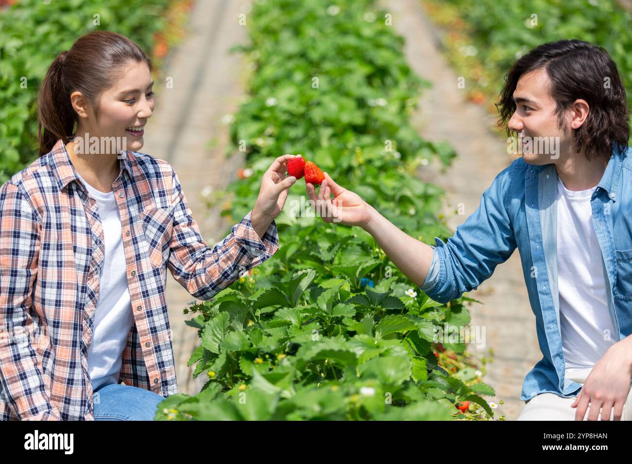 Two people strawberry picking hi-res stock photography and images - Alamy