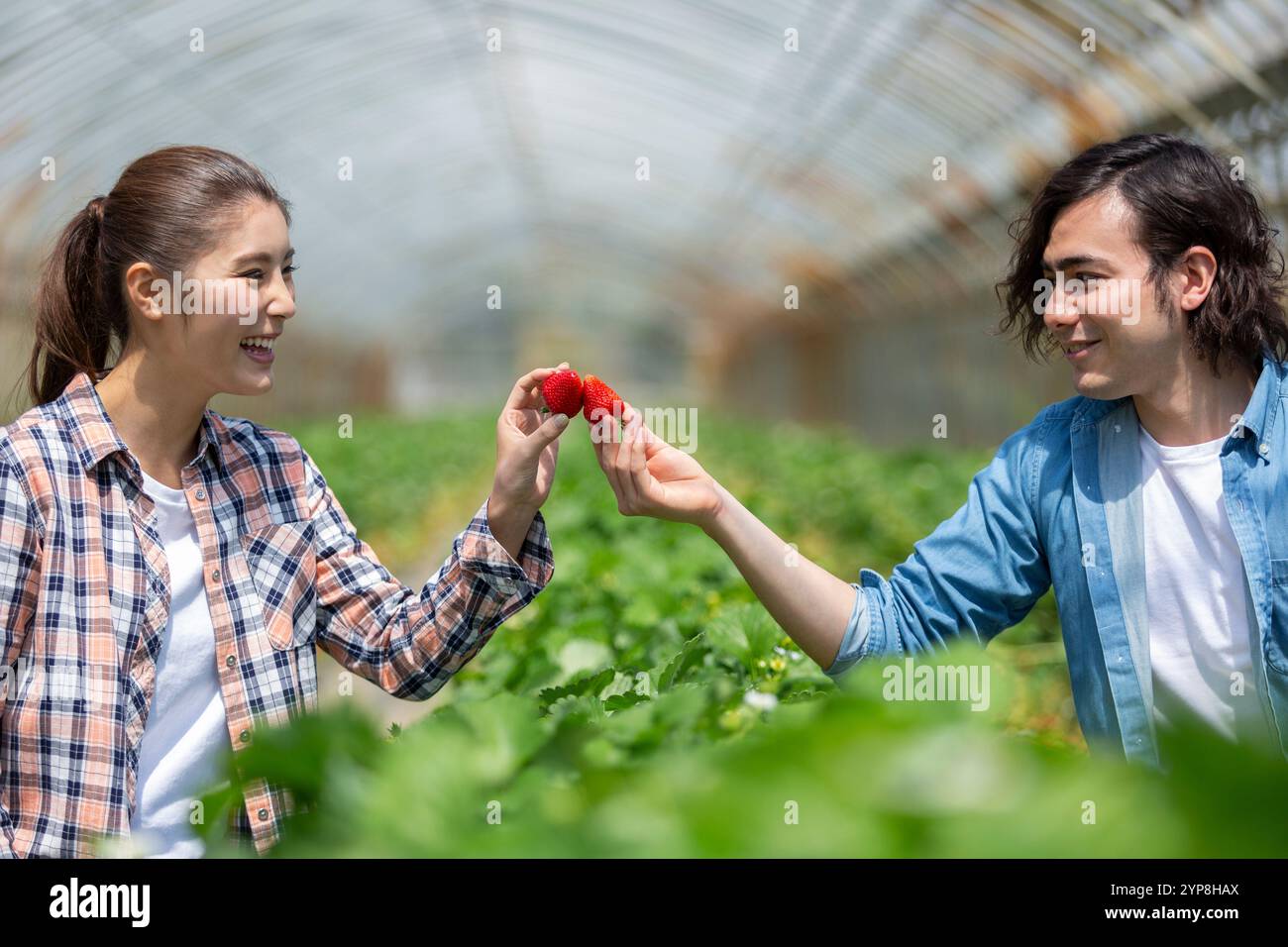 Two people strawberry picking hi-res stock photography and images - Alamy