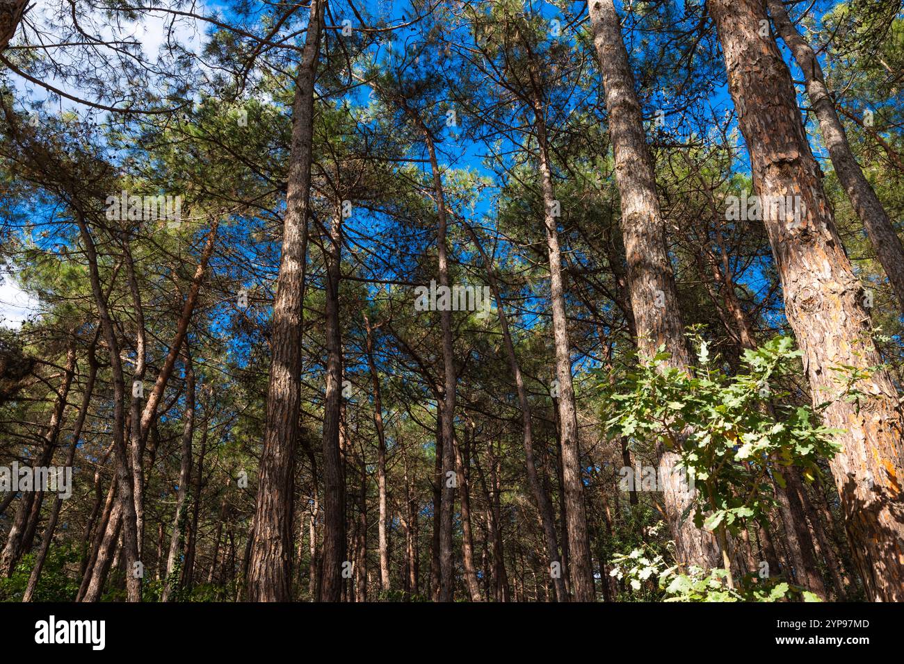 Pine tree forest. Carbon net zero concept photo. A view of coniferous ...
