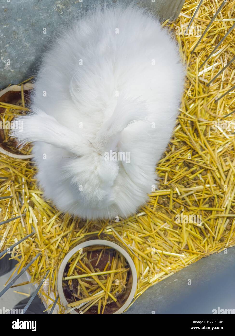 Red eyed rabbit hi-res stock photography and images - Alamy