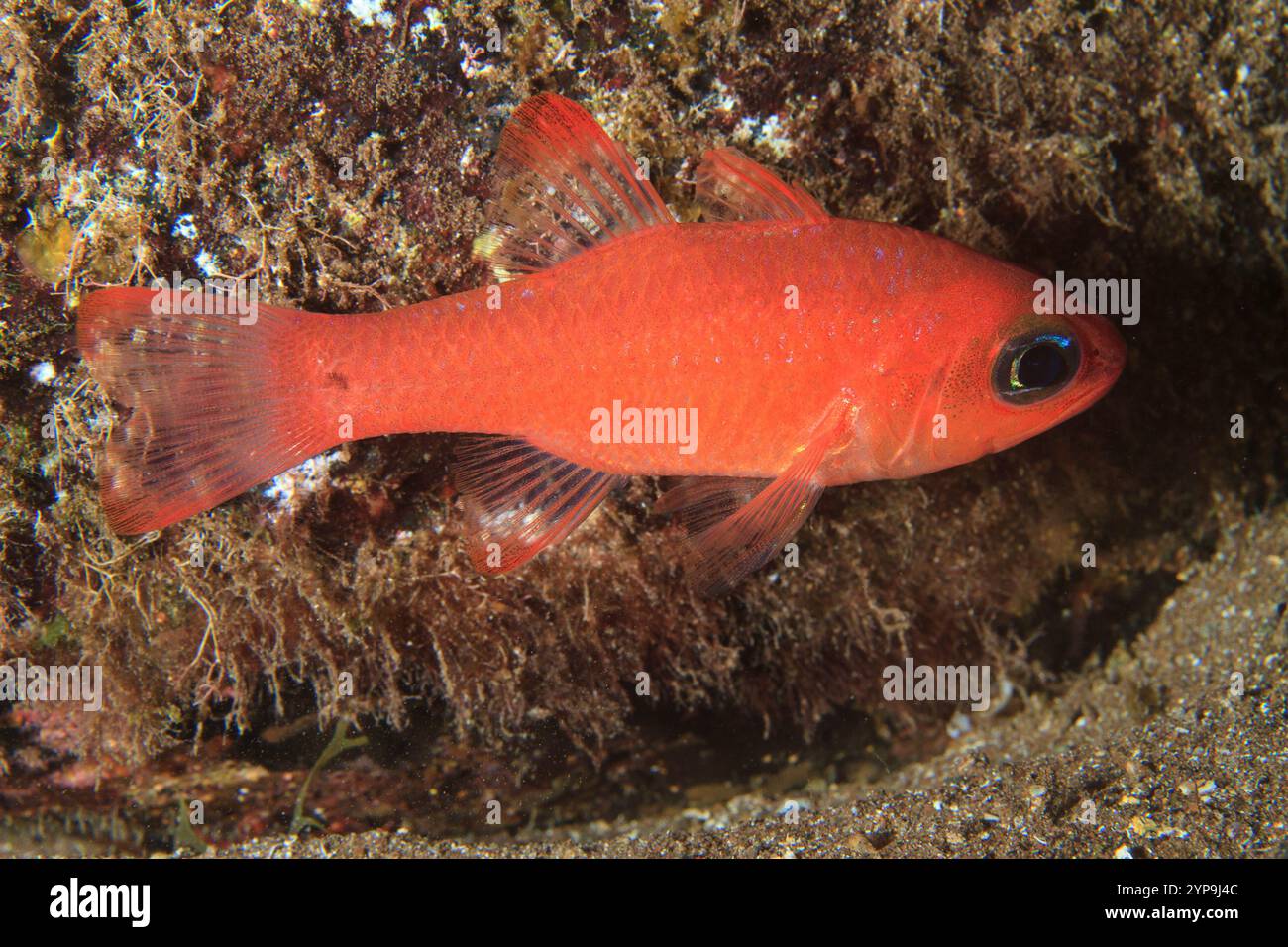 Small orange fish hi-res stock photography and images - Alamy