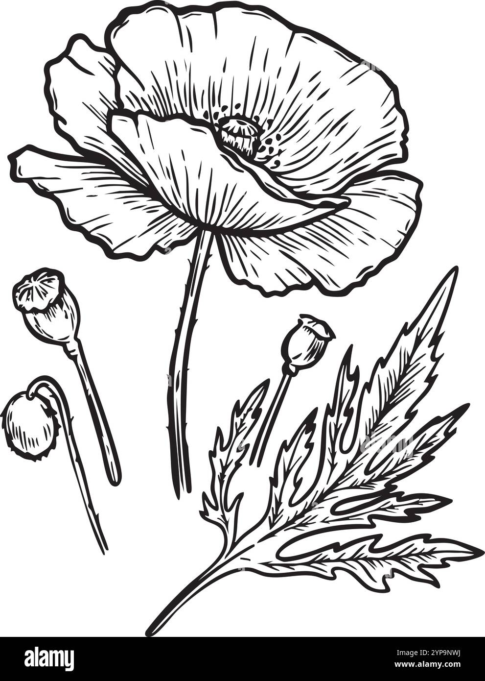 Poppy flower line drawing vector illustration isolated on white ...
