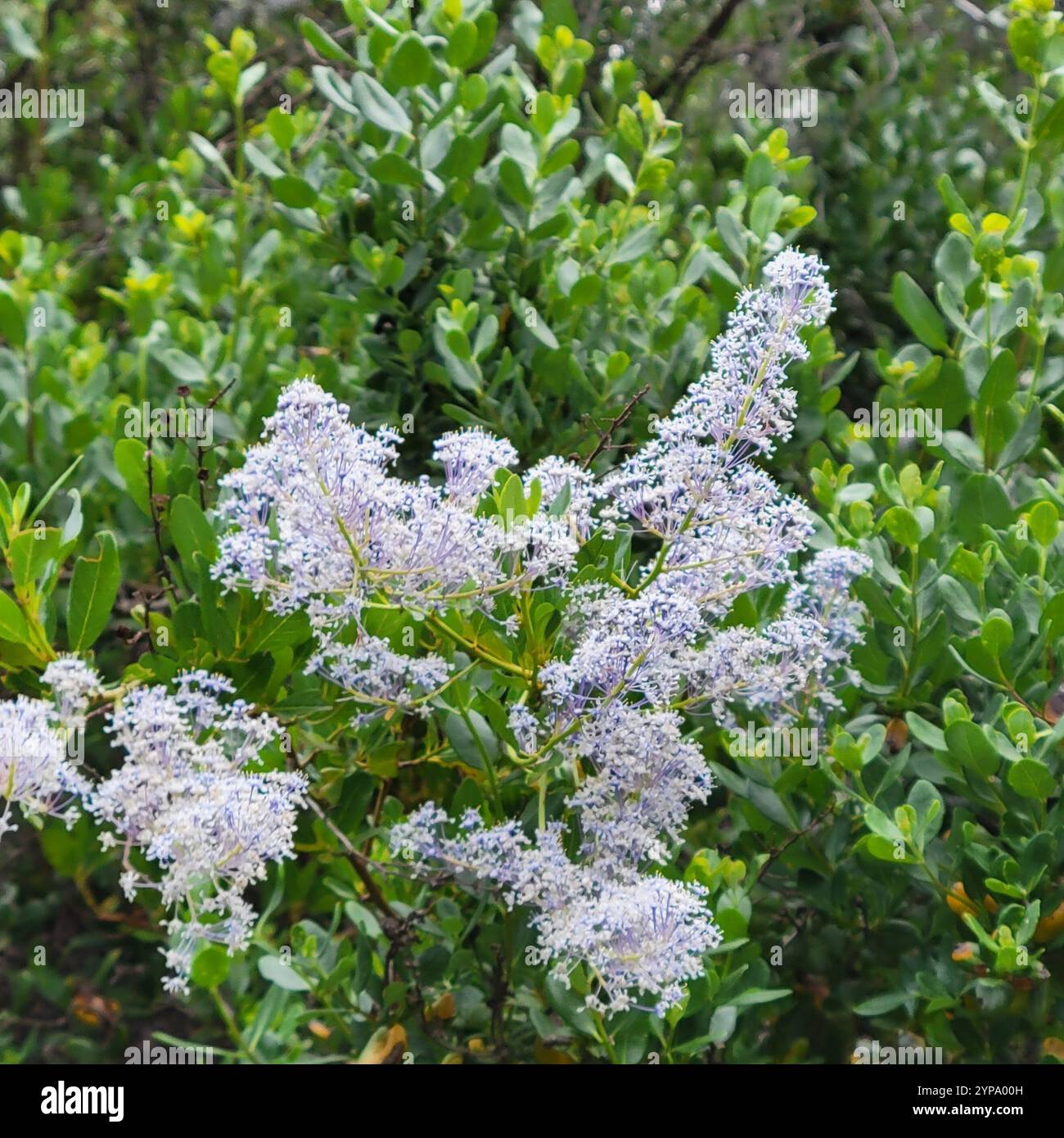 greenbark ceanothus (Ceanothus spinosus Stock Photo - Alamy