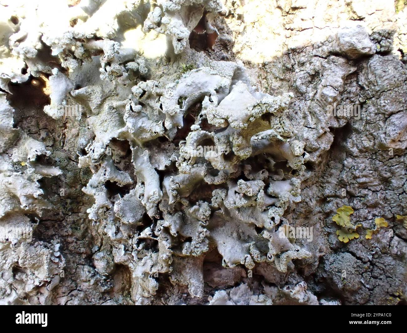 Powdered Loop Lichen (Hypotrachyna revoluta Stock Photo - Alamy