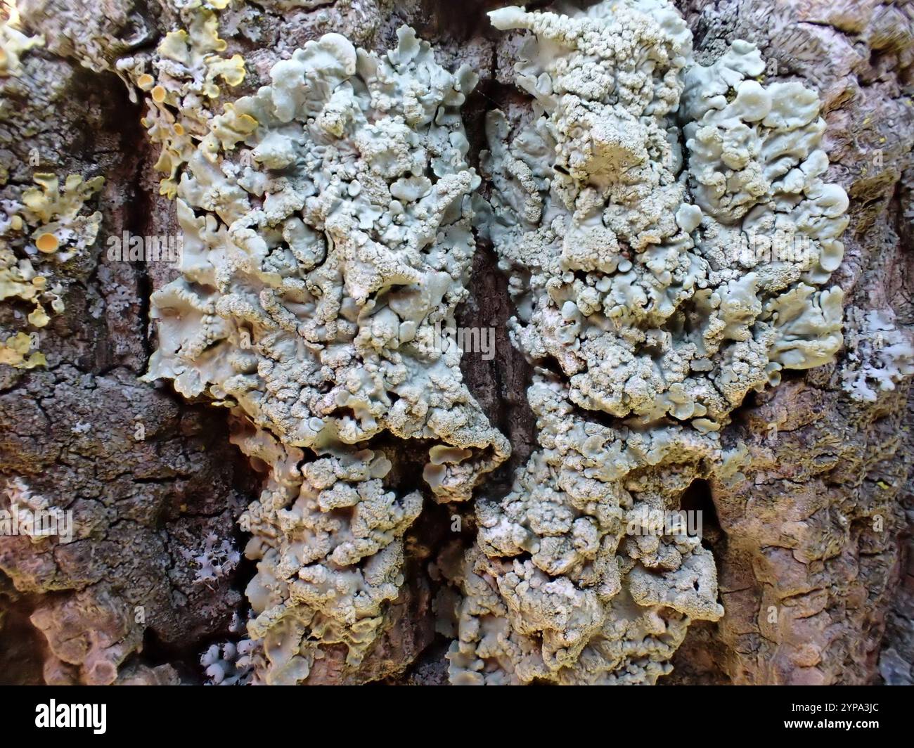 greenshield lichens (Flavoparmelia Stock Photo - Alamy