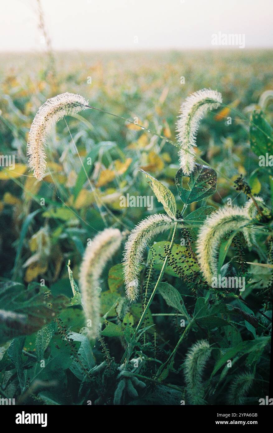 35MM Film of Weeds Over A soybean field in Southern Illinois Stock Photo